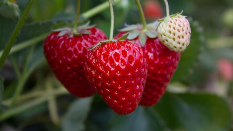 What are the Best Strawberry Varieties to Grow in Your Garden?