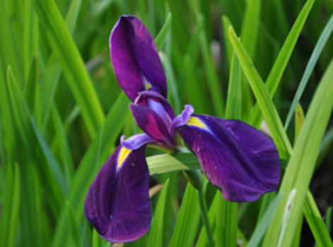 Irises