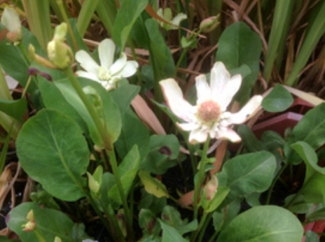 Marginal Pond Plants