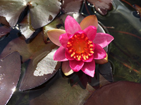 Deep Water Pond Plants