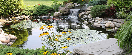 Oxygenating Pond Plants