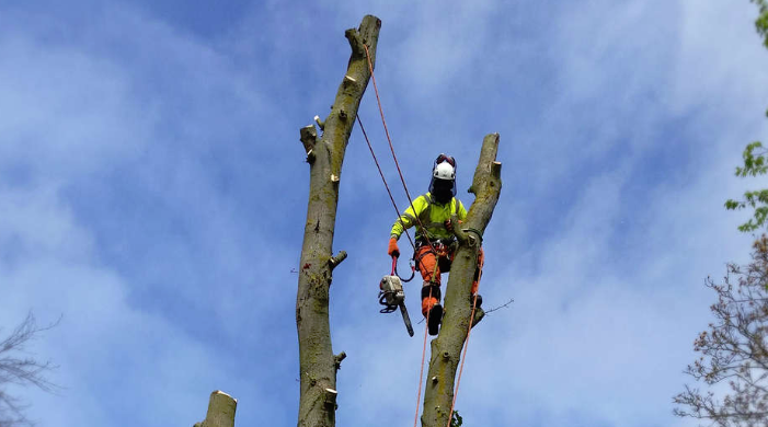 Tree Surgery