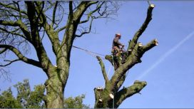 Hale Tree Surgeon