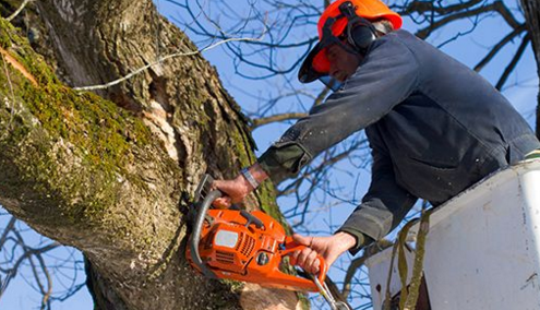 Tree Surgeons